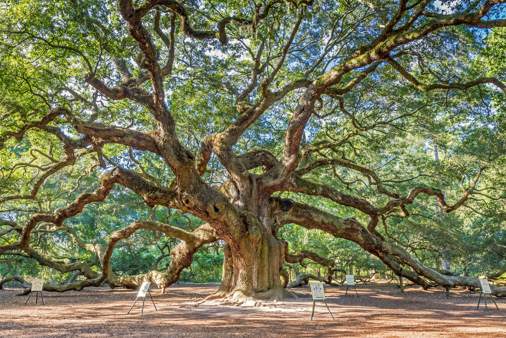 Boca Raton Tree Removal