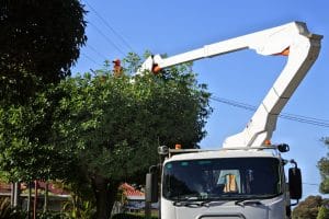tree trimmer trimming a tree growing under a electricity power line