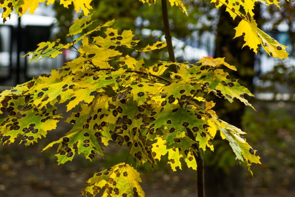 Maple tree leaf diseases. Rhytisma acerinum. Tar black spot.