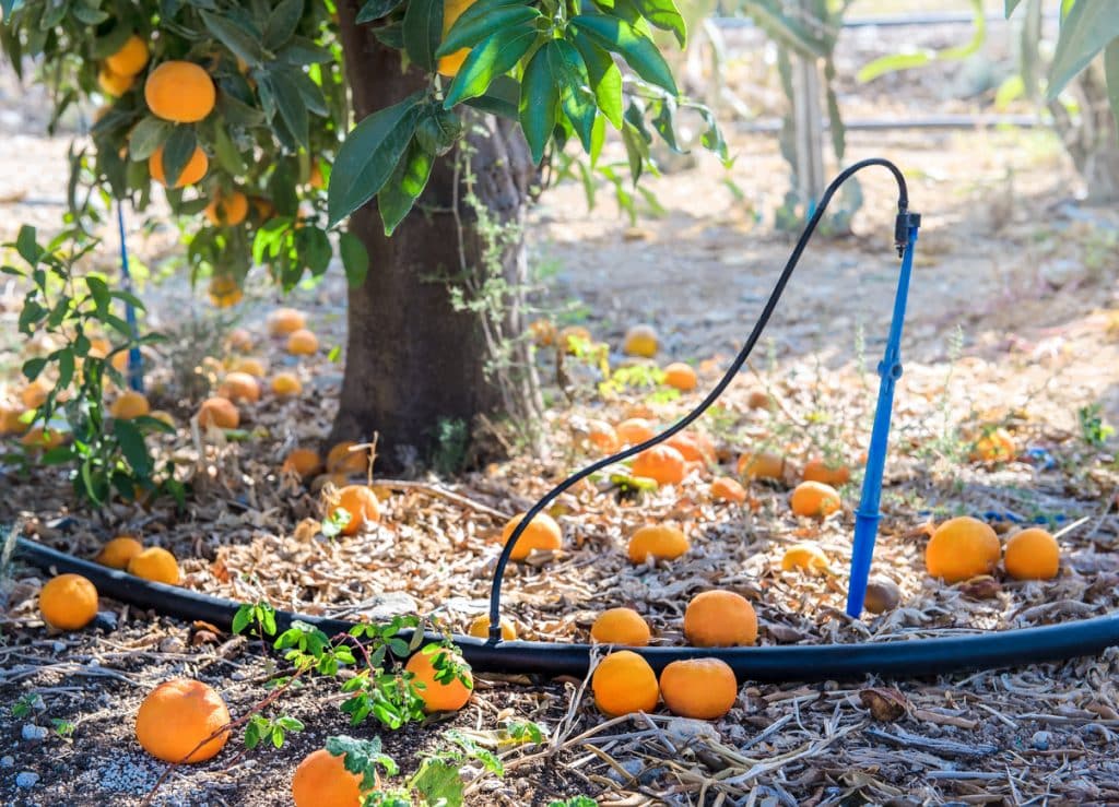 Drip irrigation under a tree with tangerine fruits in citrus orchard