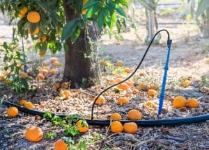Drip irrigation under a tree with tangerine fruits in citrus orchard