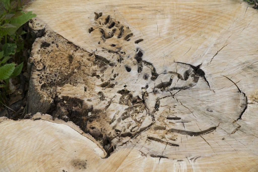 Holes and bark damage on the stump of a removed ash tree, which was damaged by the invasive insect, the emerald ash borer
