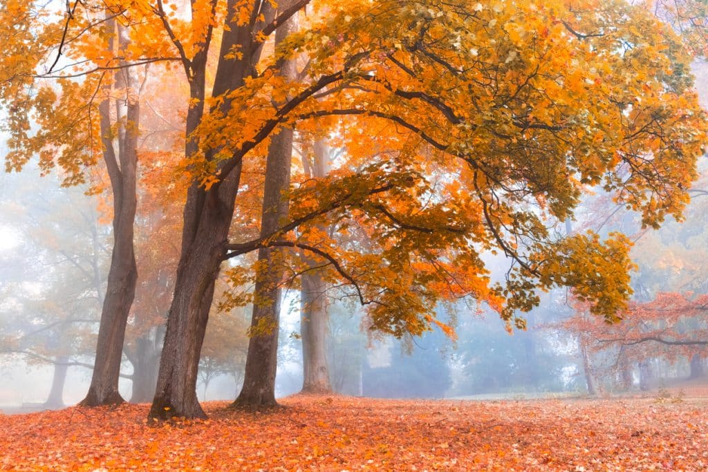 Autumn trees with colorful foliage in forest or park on foggy morning. Fall landscape background with yellow and orange trees in fog