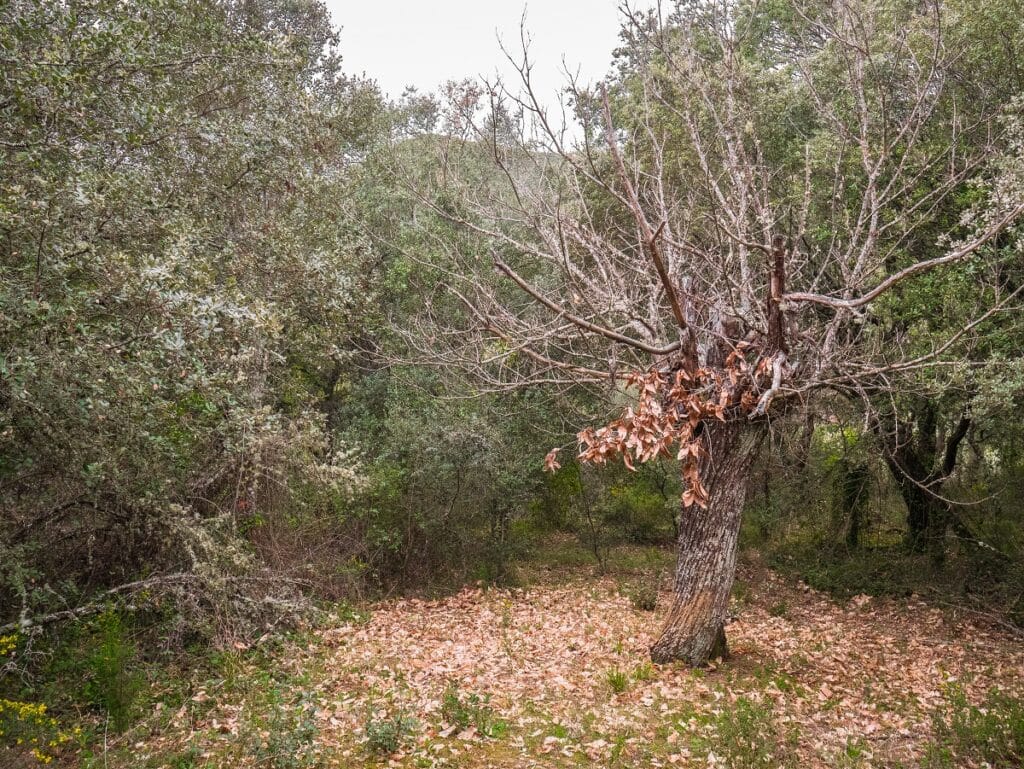 Deciduous tree with few leaves on its branches