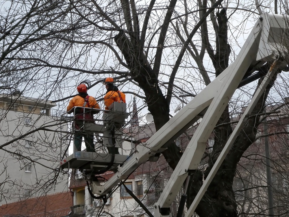 Workers stand on a crane and examine diseased tree branches