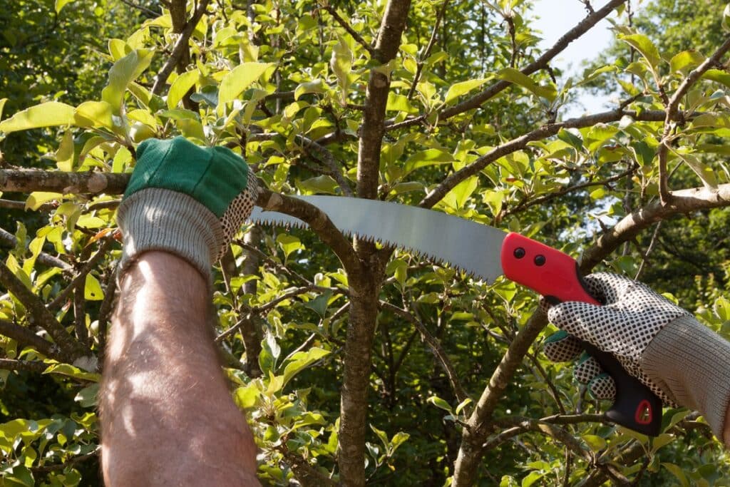 Pruning tree with pruning saws