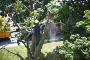 Worker cutting a tree